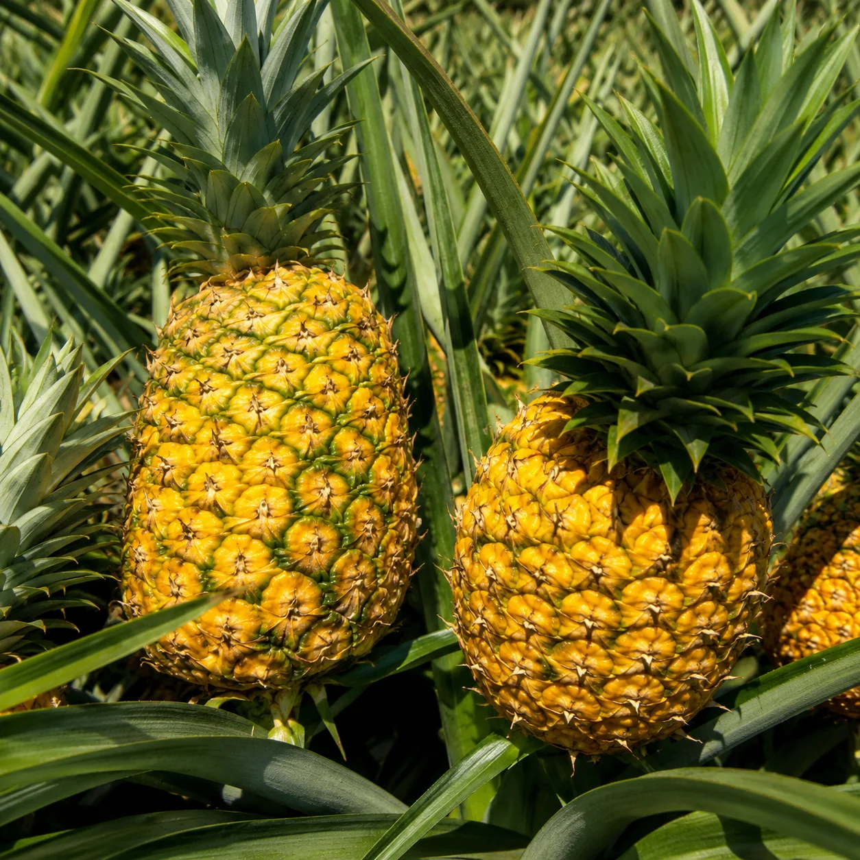 Piña Orgánica Satipo