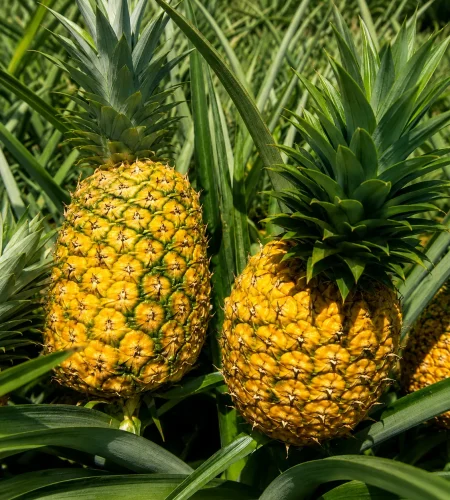 piña 2
